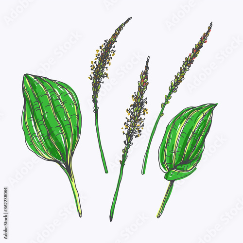 Vector hand drawn set of plantain blossom and leaves isolated on white. Botanical color sketch of details of plant.