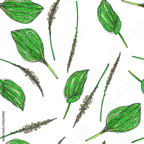 Vector color seamless pattern with grass in sketch style. Hand drawn botanical texture with leaves and plantain blossom isolated on white. Herbal illustration. Floral background.