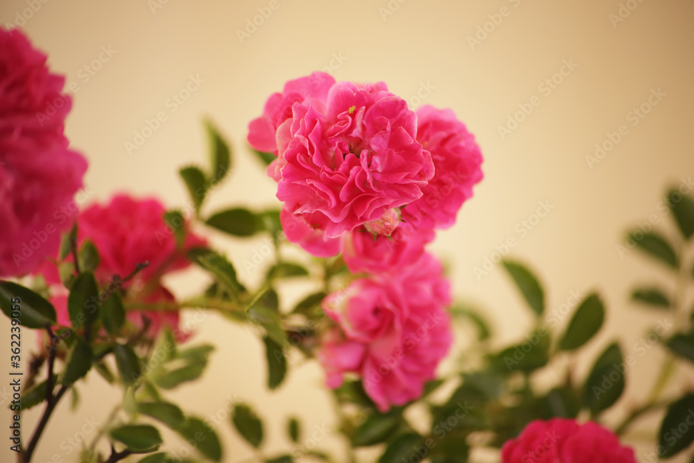 summer morning with the scent of roses and tea with milk summer morning with the scent of roses and tea with milk