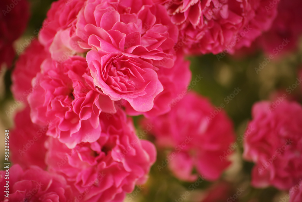 summer morning with the scent of roses and tea with milk summer morning with the scent of roses and tea with milk