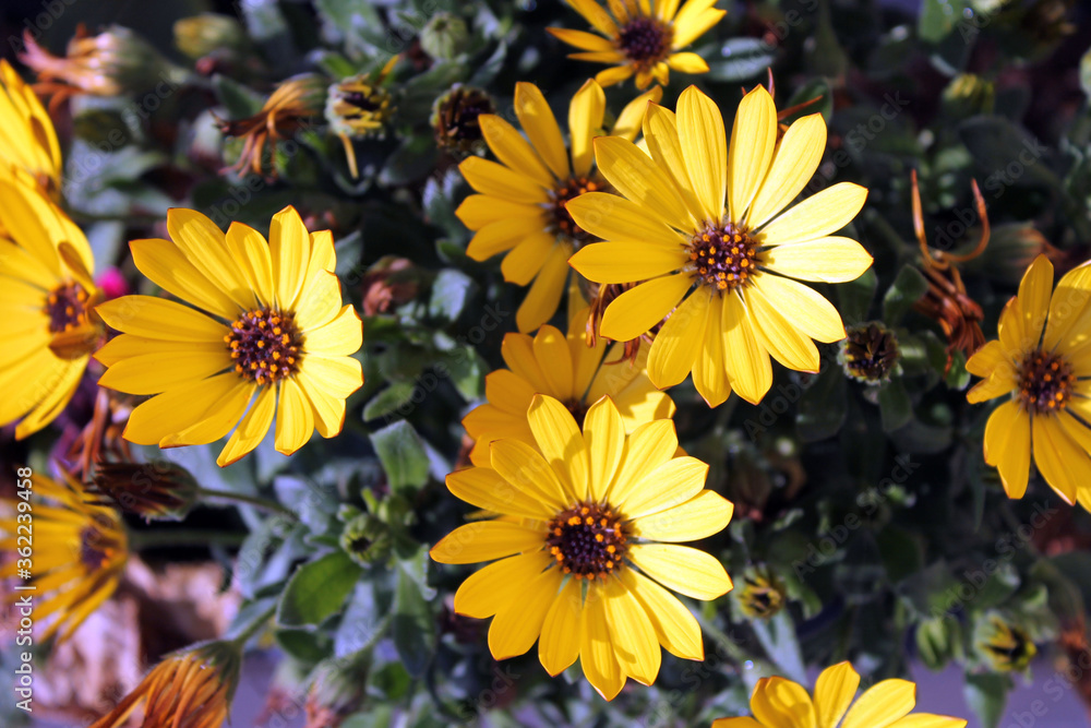 Fleurs jaunes Fleurs jaunes
