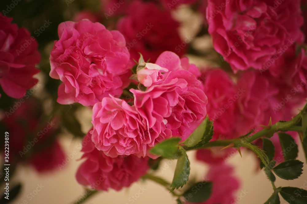 summer morning with the scent of roses and tea with milk summer morning with the scent of roses and tea with milk