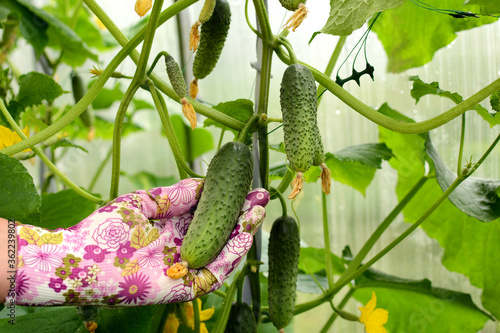 A hand in a pink garden glove holds a cucumber. Close up. Concept of growing cucumbers in a greenhouse.