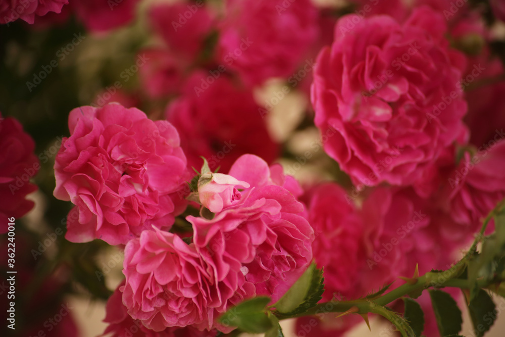 summer morning with the scent of roses and tea with milk summer morning with the scent of roses and tea with milk