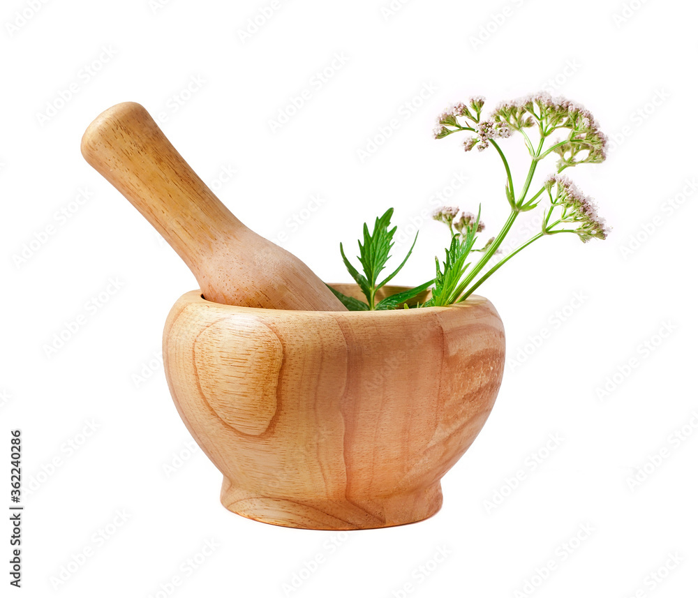 Valerian herb flower with leaves isolated on a white background.