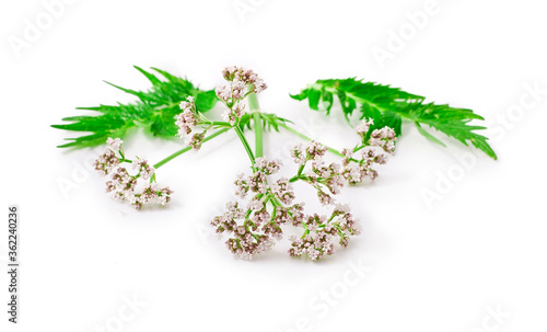 Valerian herb flower with leaves isolated on a white background.