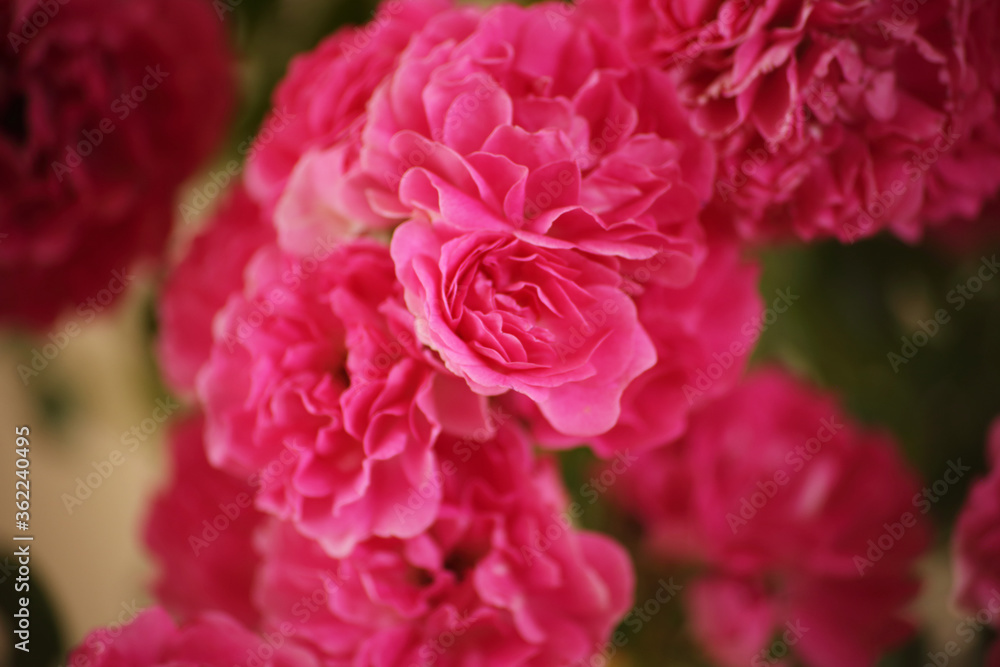 summer morning with the scent of roses and tea with milk summer morning with the scent of roses and tea with milk