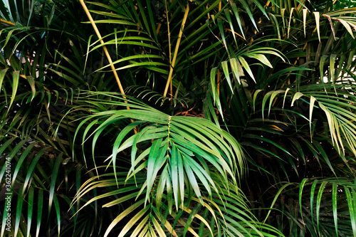 palm leaf textures on natural green background © Amanda