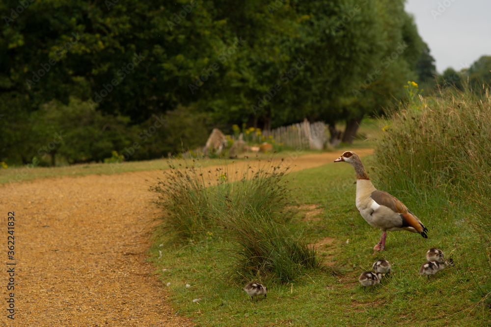 Fototapeta premium goose n the grass by the road
