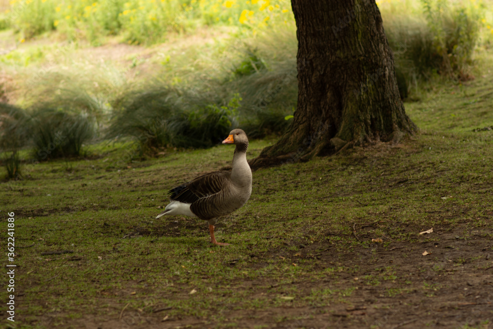 Fototapeta premium wild goose in the grass