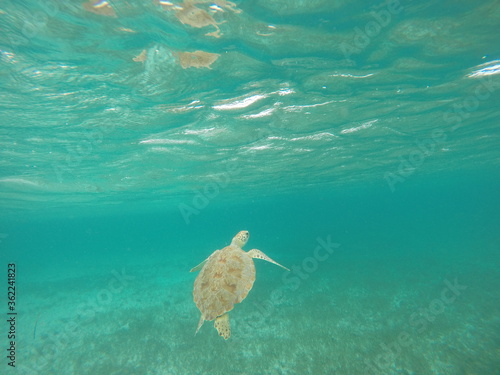 Diving with sea turtles in the Caribbean 