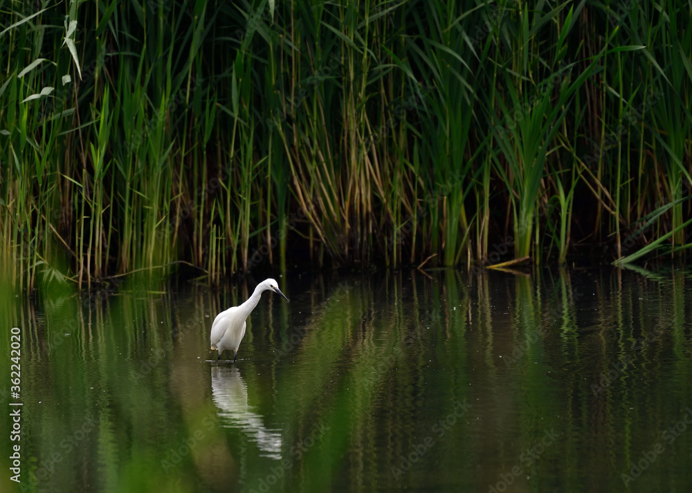 Little white egret Small heron Little white egret Small heron