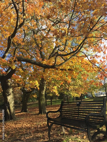 bench in autumn park