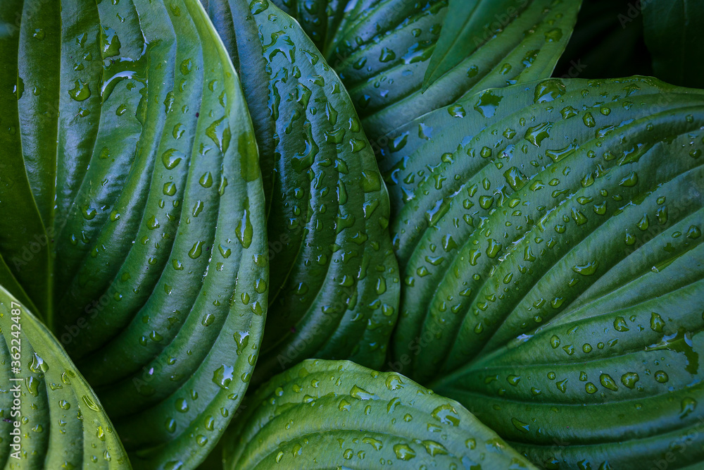 Obraz premium green leaf texture