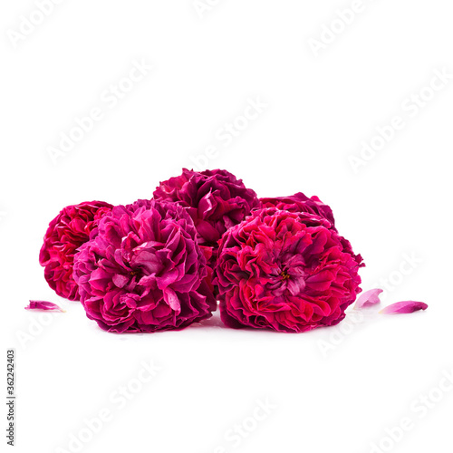 Red rose flowers isolated on a white background.