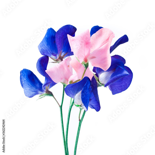 Pink and blue sweet pea flowers isolated on a white background.