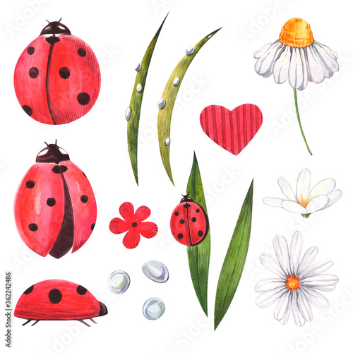 Watercolor set with ladybirds and daisies on a white background