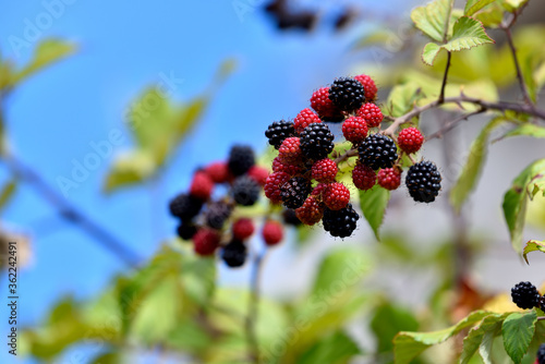 wild natural blackberries on the branch