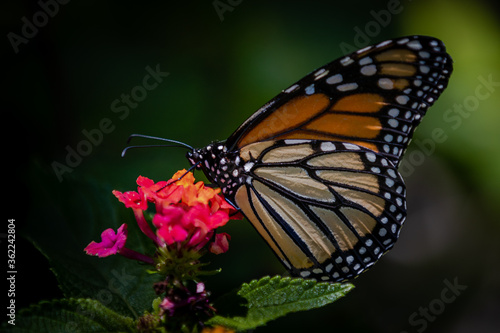 Closeup of butterfly on flowers