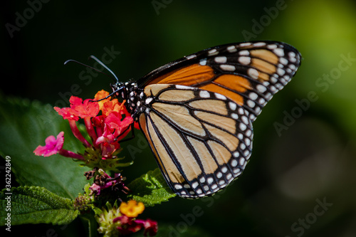 monarch butterfly on flower © Jasongeorge