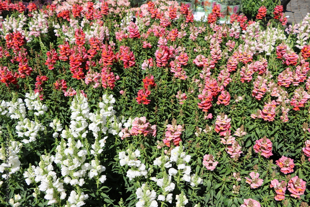 Pink and white flowering snapdragons