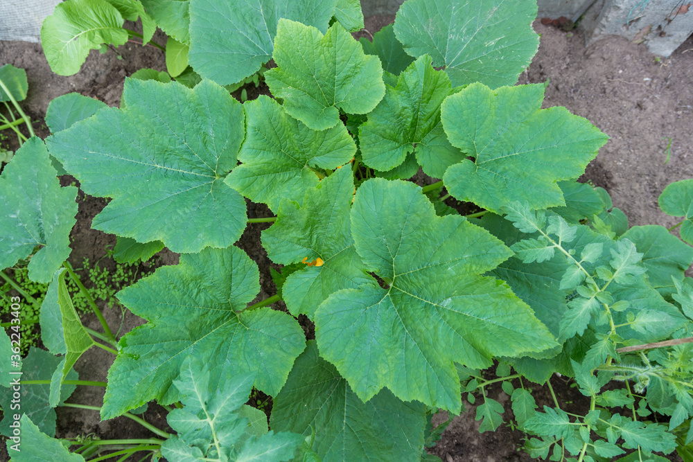 Pumpkin seedlings in the garden. Vegetables are growing in the greenhouse Pumpkin seedlings in the garden. Vegetables are growing in the greenhouse