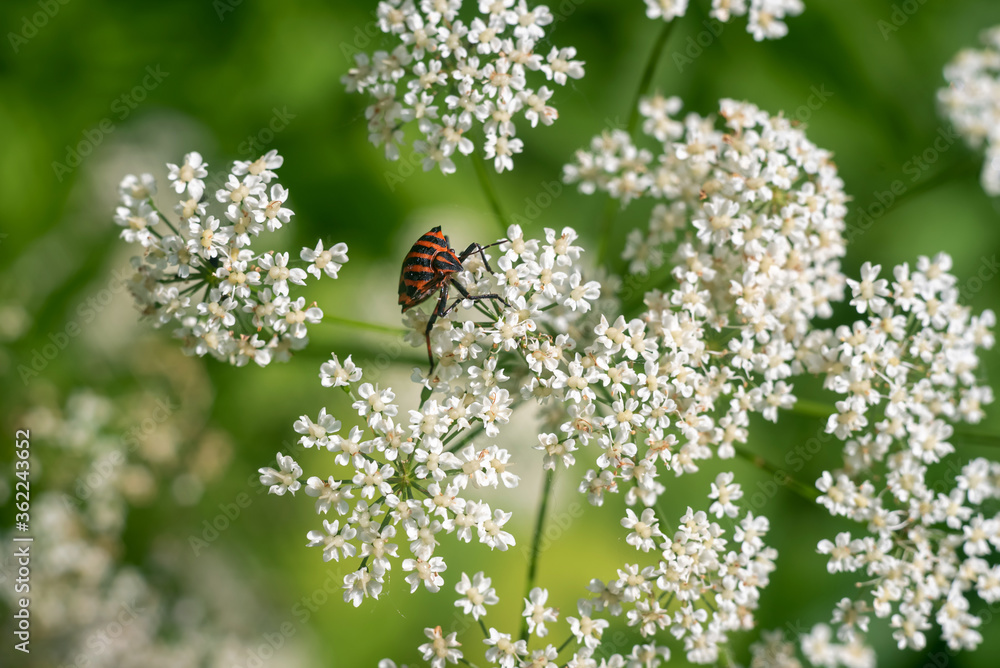 Black and red bug Graphosoma lineatum on white flowers. Black and red bug Graphosoma lineatum on white flowers.