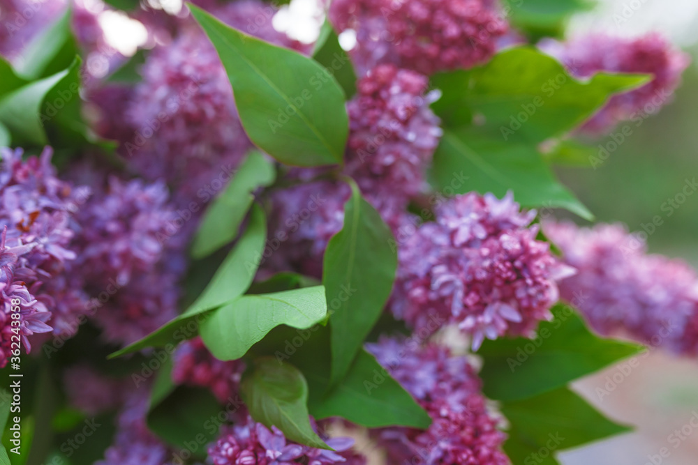 purple lilac flowers purple lilac flowers