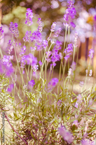 Gentle purple lavender flowers grow on the field outdoors for a bouquet