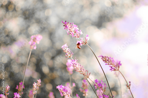 Gentle purple lavender flowers grow on the field outdoors for a bouquet