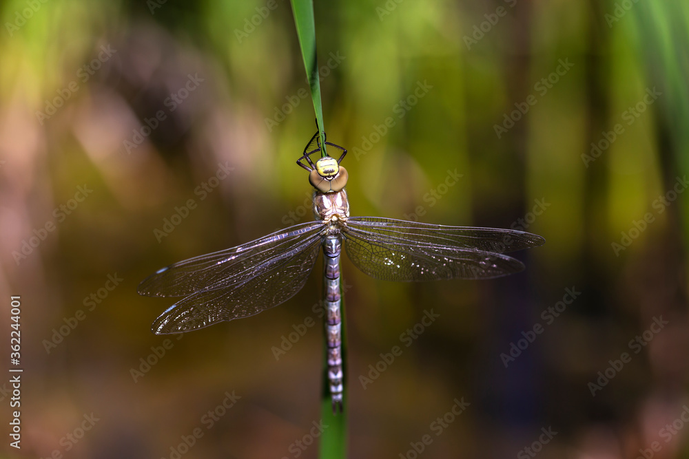 Odonata - a freshly hatched dragonfly, dries its wings in the sun, sits and sticks on a leaf of green reed. Beautiful bokeh in the background. Odonata - a freshly hatched dragonfly, dries its wings in the sun, sits and sticks on a leaf of green reed. Beautiful bokeh in the background.