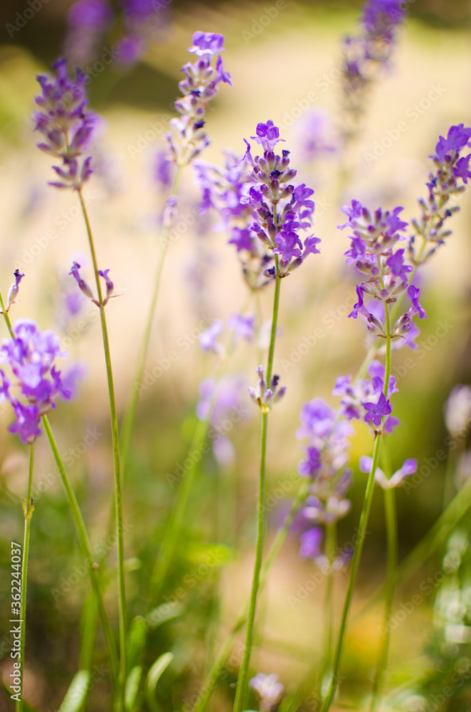 Gentle purple lavender flowers grow on the field outdoors for a bouquet Gentle purple lavender flowers grow on the field outdoors for a bouquet