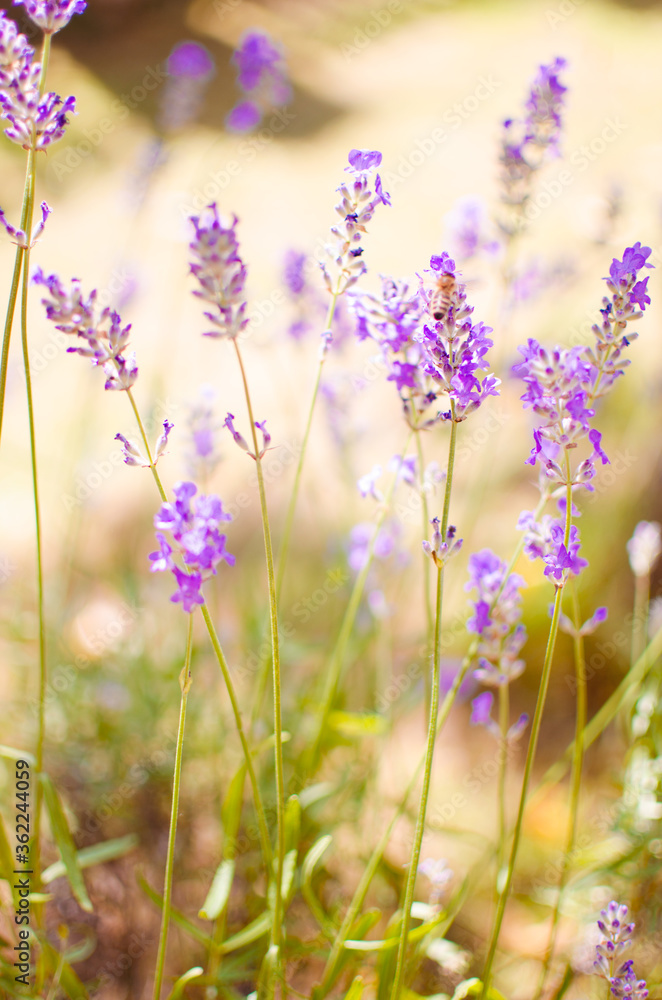 Gentle purple lavender flowers grow on the field outdoors for a bouquet Gentle purple lavender flowers grow on the field outdoors for a bouquet