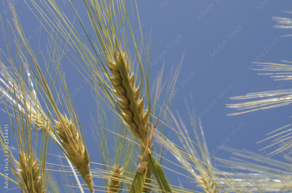 Spikelets of wheat growing outdoors, good harvest, very flour and bread Spikelets of wheat growing outdoors, good harvest, very flour and bread