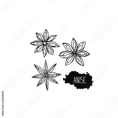 Hand drawn sketch style anise set. Vector illustration. 