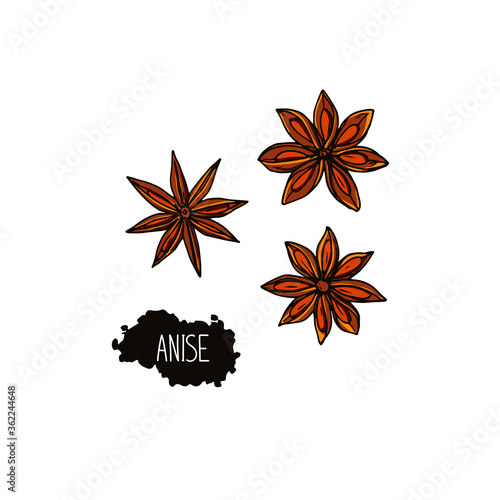 Hand drawn sketch style anise set. Color illustration. 