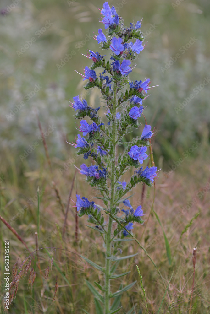 small beautiful purple flower lavender, growing in a field of small bushes