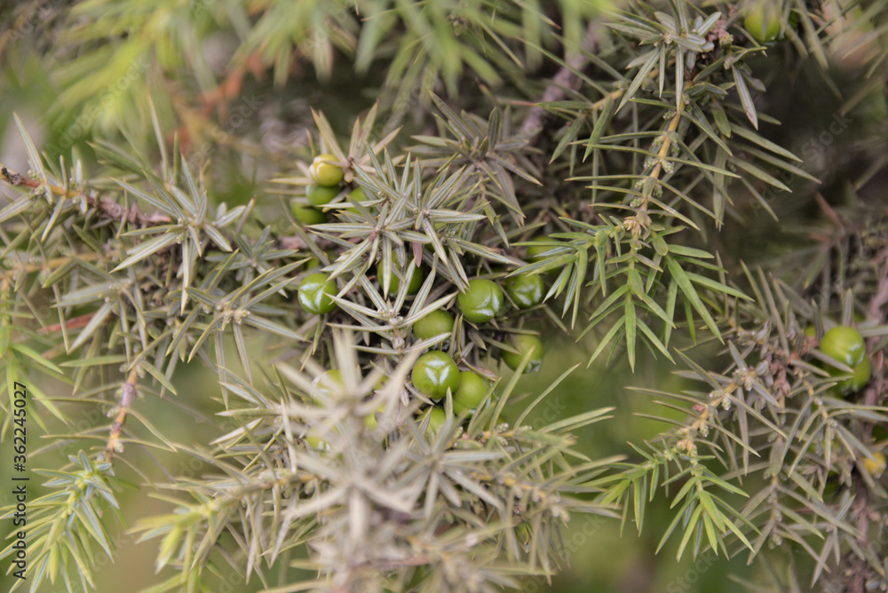 coniferous forest grew high on the mountain during the day coniferous forest grew high on the mountain during the day