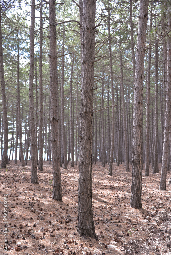 coniferous forest grew high on the mountain during the day coniferous forest grew high on the mountain during the day