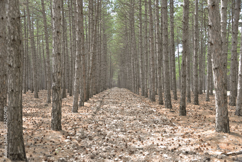 coniferous forest grew high on the mountain during the day