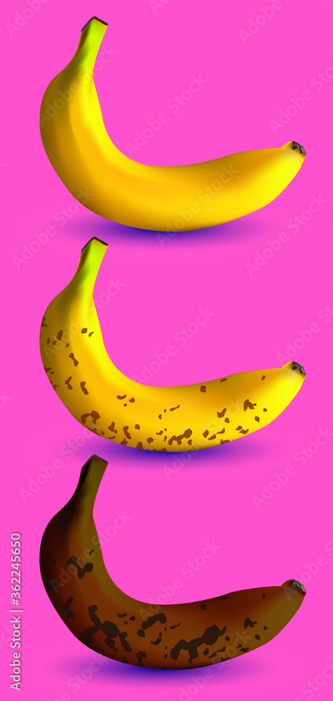 Fresh and rotten realistic bananas. The first one is yellow, the second one is covered by spots and the fird one is completely rotten