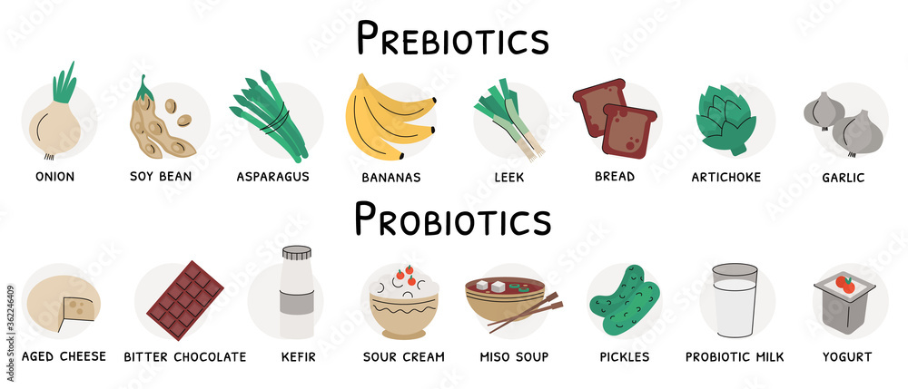 Flat vector illustration of probiotic and prebiotic sources. Products with these bacteria are nutrient rich food such as soy beans, garlic, artichoke, bread, cheese, yogurt, dark chocolate, kefir