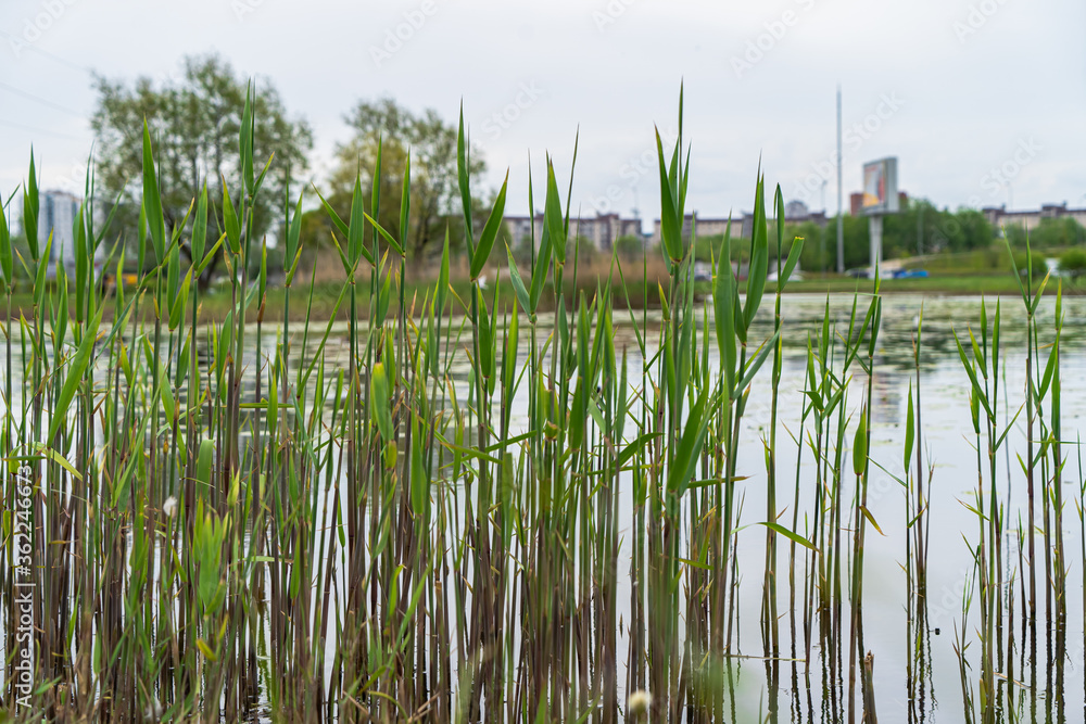 Obraz premium pond, lake, grass, beautiful, city, green, background, tree, nature, park, reflection, water, beauty, blue, fingers, house, neighborhood, river, sky, spring, summer, architecture, building, exterior, 