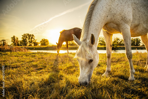 brown foal and white mother horse eating grass on pasture while sunrise in the morning