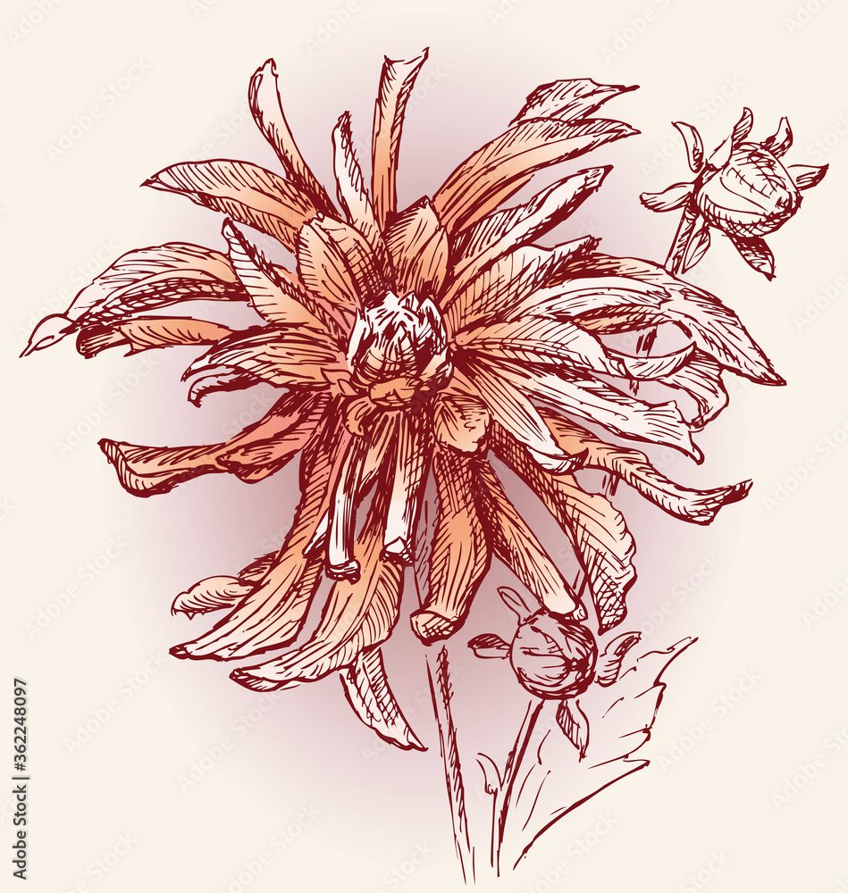Vector greeting card with drawn red aster