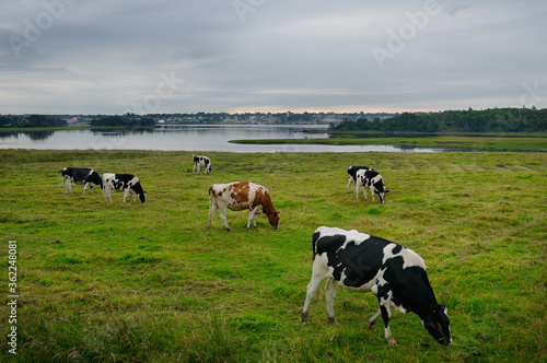 Herd of holstein cows grazing near Overton with Yarmouth across the harbour Nova Scotia