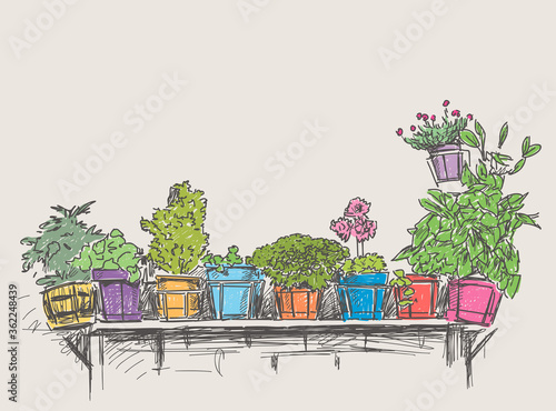 Vector image of sketches of flower pots with houseplants in row on a shelf