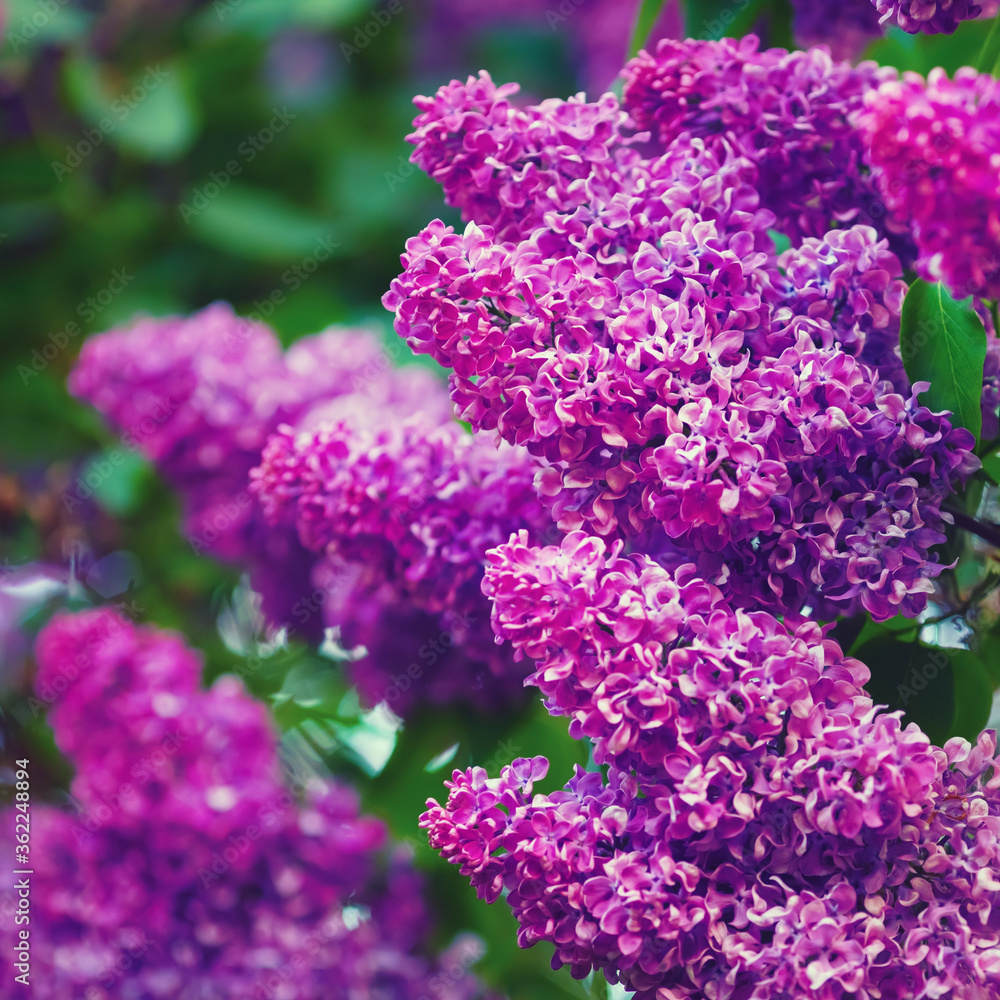 Purple lilac blooms. Branches of blossoming lilac. Shallow depth of field. Selective focus. Purple lilac blooms. Branches of blossoming lilac. Shallow depth of field. Selective focus.
