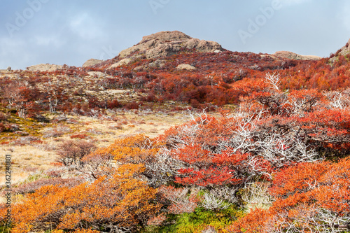 Golden forest in Patagonia