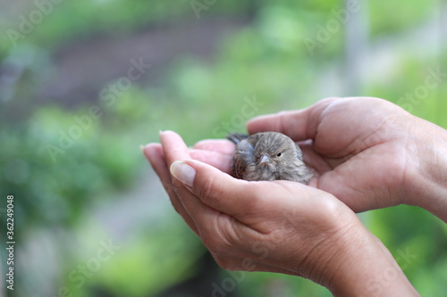 two hands hold a sparrow